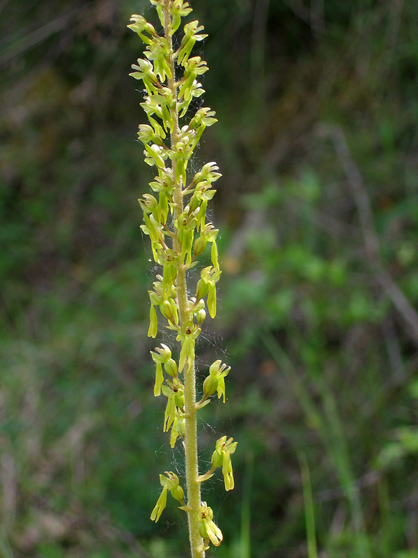 Orchis simia e altro